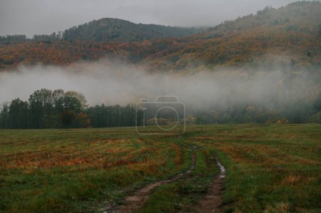 Foto de Elegancia dolorosa: La belleza pensativa de una mañana de otoño envuelta en niebla - Imagen libre de derechos