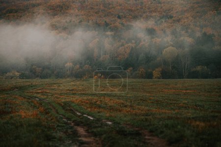 Photo for Melancholic foggy autumn morning on a barren meadow near a dark forest, with brown and gray colors. Depressive autumn mood, edit space - Royalty Free Image