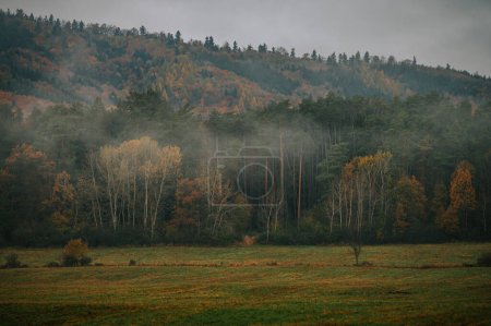 Foto de Susurros de desesperación: Capturando la paleta silenciada de una pradera estéril blanqueada por la niebla - Imagen libre de derechos
