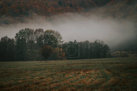 Photo for Embracing the Melancholic Hues of an Autumn Meadow's Solitude - Royalty Free Image