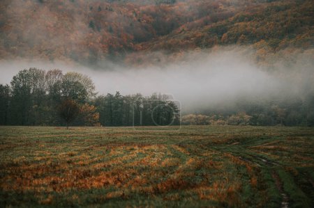 Téléchargez les photos : Ode picturale à la sombre beauté d'un matin d'automne en solitude - en image libre de droit