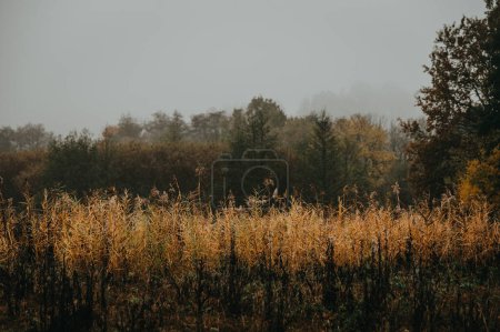 Téléchargez les photos : A Captivant Exploration of Depressive Autumnal Nuances, Harmonizing Brown and Gray in an Edited Ethereal Space - en image libre de droit