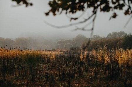 Téléchargez les photos : L'art de la mélancolie dans un matin d'automne recouvert de brouillard, infusé de tons marron et gris - en image libre de droit