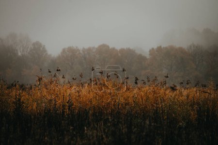 Foto de Un poema visual de la desesperación, hecho a mano en el abrazo silencioso de una niebla marrón y gris amanecer - Imagen libre de derechos