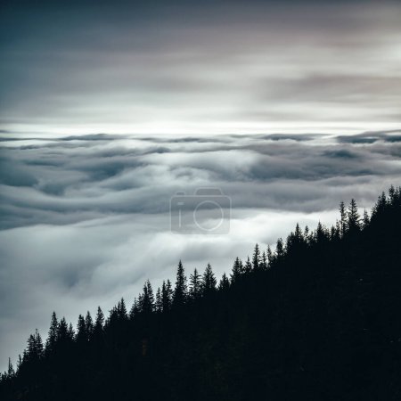 Téléchargez les photos : Brume sur les montagnes des Carpates d'automne. Arbres sombres et nuages lourds. Mélancolique humeur triste. Format carré, éditez l'espace pour votre montage - en image libre de droit