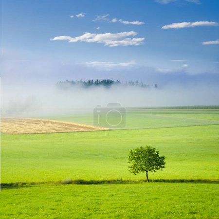 Téléchargez les photos : Arbre vert de printemps dans la matinée fraîche avec brouillard doux et lumière calme. Format carré, éditez l'espace pour votre montage - en image libre de droit