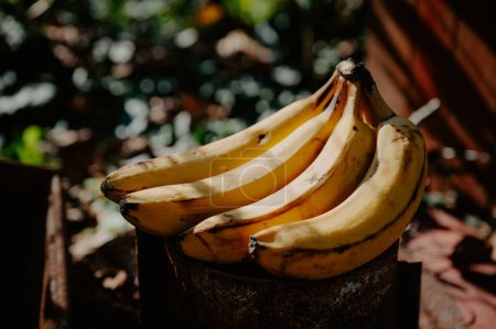 Foto de La cálida luz del día acaricia un plátano en el verde jardín africano - Imagen libre de derechos