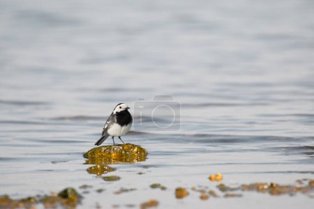 Bachstelze (Motacilla alba), ein kleiner Vogel mit grauem Gefieder, steht auf einem Felsen, der am Ufer eines Sees aus dem Wasser ragt.
