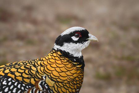 Photo for Reeves's pheasant (Syrmaticus reevesii) adult male, medium sized bird is brightly plumaged with a scaled golden white and red body plumage, profile view of the animal's head. - Royalty Free Image