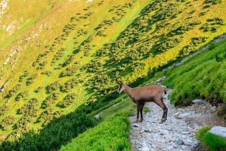 Foto de Tatra chamois (Rupicapra rupicapra tatrica) - un mamífero de la familia bovina. El animal se encuentra en un sendero montañoso pedregoso en el Bajo Tatras por una pendiente empinada. Vegetación de alta montaña - Imagen libre de derechos