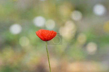 Foto de Papaver rhoeas, desarrollado flor roja en un tallo verde, verano día soleado. - Imagen libre de derechos