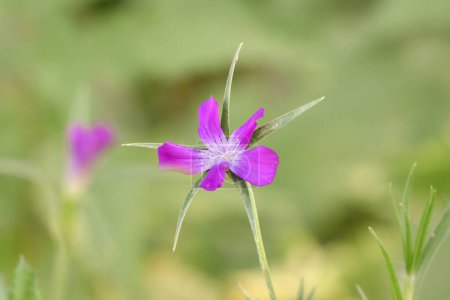 Foto de Agrostemma githago, flor púrpura desarrollada en un tallo verde, día soleado de verano. - Imagen libre de derechos