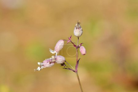 Photo for Silene vulgaris, small white flowers hidden in a light pink calyx at the end of the stem, sunny summer day. - Royalty Free Image