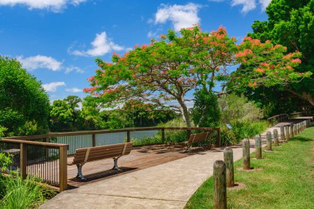 Téléchargez les photos : Une promenade au bord de la rivière avec des bancs et une terrasse panoramique parmi les Royal Poinciana Trees. - en image libre de droit