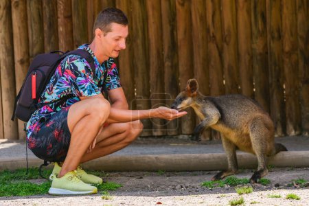 Swamp wallaby (Wallabia bicolor) Australian animal, kangaroo eats dried corn from the hand of a young man.