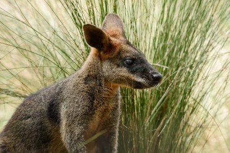 Sumpfwallaby (Wallabia), ein Säugetier aus der Känguru-Unterfamilie, ein Känguru mit graurostigem Fell sitzt inmitten der Vegetation und ruht im Schatten.