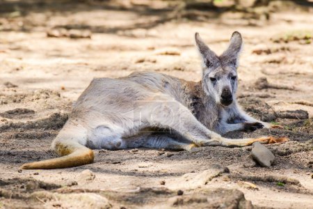 Photo for Eastern gray kangaroo (Macropus giganteus) an Australian animal resting in the shade during a hot day. The mammal is lying on the ground. - Royalty Free Image