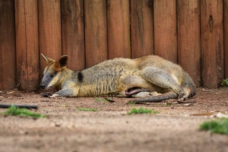 Sumpfwallaby (Wallabia) ein Säugetier aus der Känguru-Unterfamilie, das Weibchen liegt mit einem jungen Känguru im Sack auf dem Boden und ruht im Schatten.