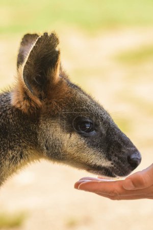 Sumpfwallaby (Wallabia), ein Säugetier aus der Känguru-Unterfamilie, ein Känguru mit grau-rostigem Fell sitzt im Schatten und frisst ein trockenes Maiskorn aus der Hand und füttert ein Känguru.