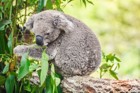 Le koala australien (Phascolarctos cinereus) est une espèce de mammifères, un herbivore arboricole. L'animal s'assoit sur un arbre et mange des feuilles d'eucalyptus vertes.