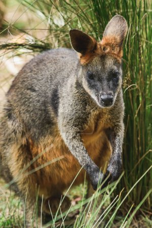 Wallaby pantano (Wallabia) un mamífero de la subfamilia canguro, un canguro con piel de óxido gris se sienta entre la vegetación y descansa a la sombra.