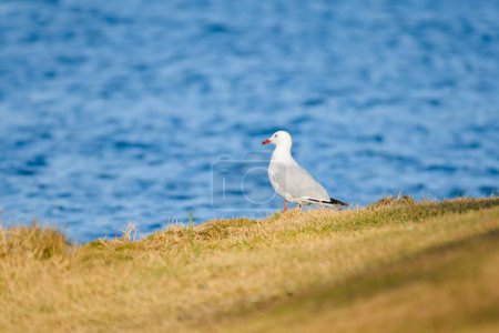 Photo for Silver gull (Chroicocephalus novaehollandiae), a medium-sized bird with white and gray plumage, the animal stands on the grass by the seashore. - Royalty Free Image