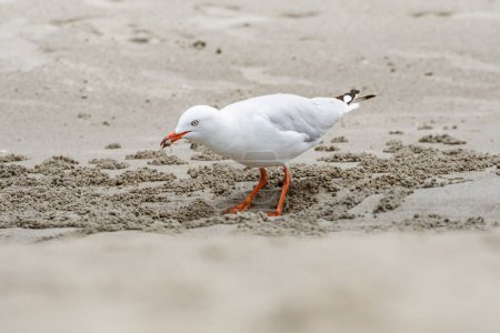 Photo for Silver gull (Chroicocephalus novaehollandiae) a medium-sized bird with white and gray plumage, the animal stands on the beach by the sea and eats a crab that came out of the sand. - Royalty Free Image