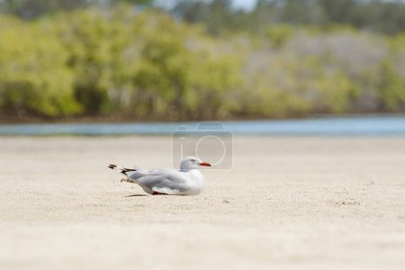 Photo for Silver gull (Chroicocephalus novaehollandiae) a medium-sized bird with white and gray plumage, the animal sits on a sandy beach on the seashore and rests. - Royalty Free Image