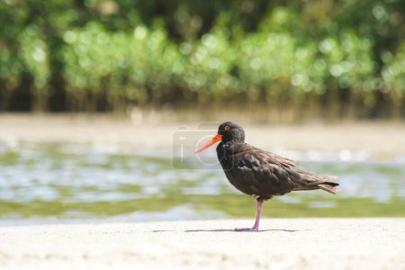 Photo for Black oystercatcher (Haematopus bachmani) a medium-sized bird with dark plumage with a red beak, the animal stands on a sandy beach on the bank of the river. - Royalty Free Image