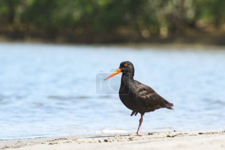 Photo for Black oystercatcher (Haematopus bachmani) a medium-sized bird with dark plumage with a red beak, the animal stands on a sandy beach on the bank of the river. - Royalty Free Image