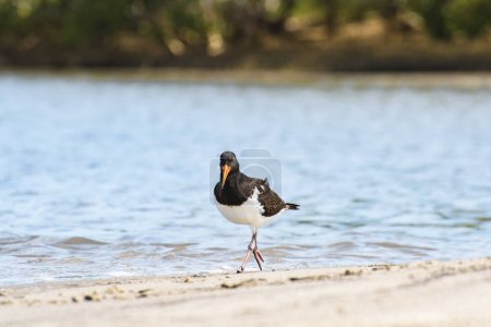 Photo for Eurasian oystercatcher (Haematopus ostralegus) a medium-sized bird with dark plumage with a red beak, the animal walks on the sandy beach on the river bank and looks for food. - Royalty Free Image