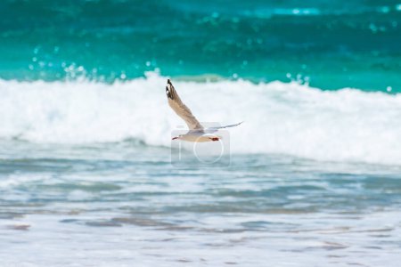 Photo for Silver gull (Chroicocephalus novaehollandiae), a medium-sized bird with white and gray plumage, the animal flies low over the seashore. - Royalty Free Image