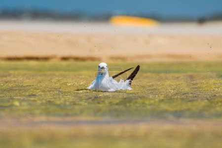 Photo for Silver gull (Chroicocephalus novaehollandiae) a medium-sized bird with white and gray plumage, the animal washes itself in the water on the beach. - Royalty Free Image