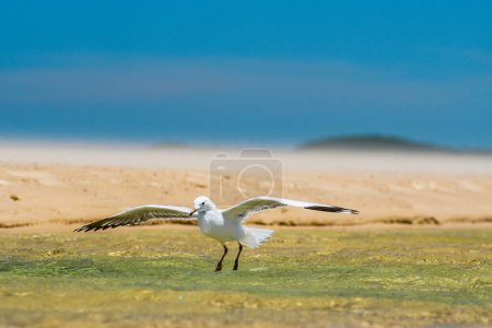 Photo for Silver gull (Chroicocephalus novaehollandiae) a medium-sized bird with white and gray plumage, the animal lands in the water on the beach. - Royalty Free Image
