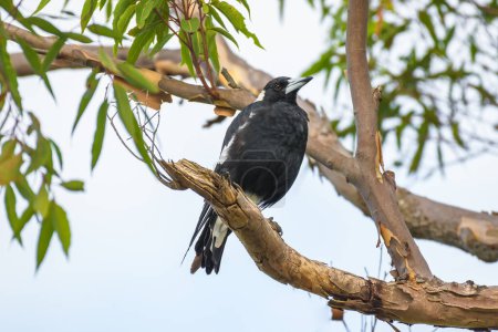 Australische Elster (Gymnorhina tibicen) ein mittelgroßer Vogel mit dunklem Gefieder, das Tier sitzt auf einem Ast eines Eukalyptusbaums.