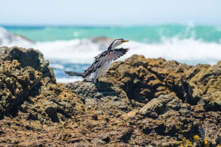 Zwergkormoran (Microcarbo melanoleucos), ein mittelgroßer Wasservogel mit schwarzem und weißem Gefieder, sitzt auf einem Felsen am Meeresufer und trocknet seine ausgebreiteten Flügel.