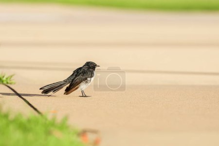 Téléchargez les photos : Willie wagtail (Rhipidura leucophrys) un petit oiseau marche sur un sentier bétonné dans un parc municipal. - en image libre de droit