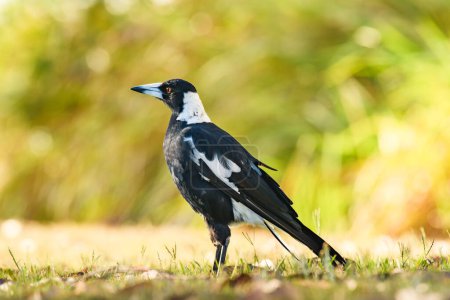 Photo for Australian magpie (Gymnorhina tibicen) a medium-sized bird with dark plumage, the animal stands on the grass in the park. - Royalty Free Image