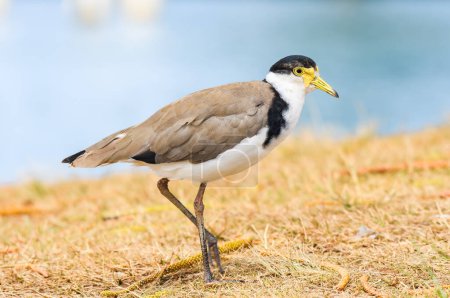 Foto de Enmascarado lapwing (Vanellus miles) un ave de tamaño mediano, el animal camina sobre hierba seca en la orilla del río. - Imagen libre de derechos