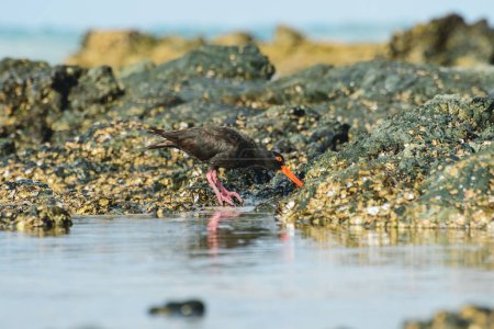 Der schwarze Austernfischer (Haematopus bachmani), ein mittelgroßer Vogel mit dunklem Gefieder und rotem Schnabel, wandert auf mit Muscheln bedeckten Felsen am Meeresufer und sucht Nahrung.