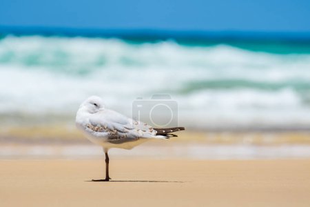 Photo for Silver gull (Chroicocephalus novaehollandiae), a medium-sized bird with white and gray plumage, the animal stands on a sandy beach by the sea. - Royalty Free Image