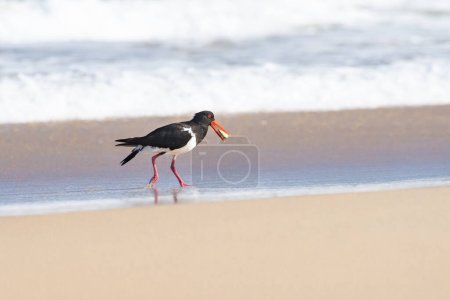 Huîtrier d'Eurasie (Haematopus ostralegus) un oiseau de taille moyenne au plumage foncé avec un bec rouge, l'oiseau ouvre une coquille de moule avec son bec, l'animal se tient sur une plage de sable sur le bord de la mer.
