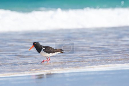 Huîtrier d'Europe (Haematopus ostralegus) un oiseau de taille moyenne au plumage foncé avec un bec rouge, l'animal se promène sur la plage de sable sur le bord de la mer et cherche de la nourriture.