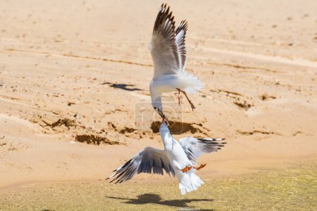 Photo for Silver gull (Chroicocephalus novaehollandiae) a medium-sized bird with white and gray plumage, the animals fight among themselves for a small fish caught. - Royalty Free Image