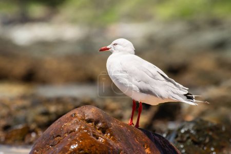Photo for Silver gull (Chroicocephalus novaehollandiae), a medium-sized bird with white and gray plumage, the animal stands on the rocks by the sea. - Royalty Free Image