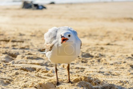 Photo for Silver gull (Chroicocephalus novaehollandiae), a medium-sized bird with white and gray plumage, the animal stands on a sandy beach by the sea. - Royalty Free Image