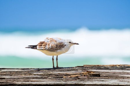 Photo for Silver gull (Chroicocephalus novaehollandiae), a medium-sized bird with white and gray plumage, the animal stands on an old stump by the sea. - Royalty Free Image