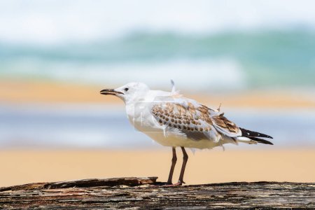 Photo for Silver gull (Chroicocephalus novaehollandiae), a medium-sized bird with white and gray plumage, the animal stands on an old stump by the sea. - Royalty Free Image