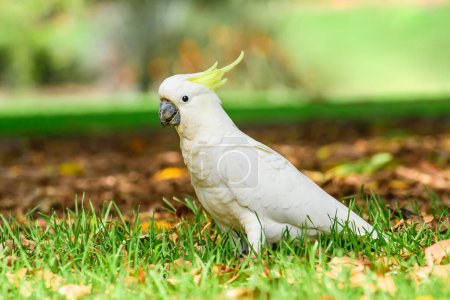 Galah (Eolophus roseicapilla) Papagei, mittelgroßer Vogel mit weißem Gefieder und gelbem Kamm auf dem Kopf, das Tier läuft auf dem Boden in einem Stadtpark.