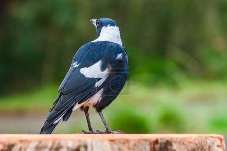 Photo for Australian magpie (Gymnorhina tibicen) a medium-sized bird with dark plumage, the animal stands on a stump in the park. - Royalty Free Image